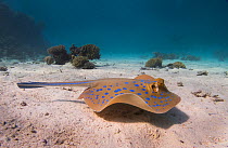 Bluespotted ribbontail ray (Taeniura lymma) swmming across a sandy lagoon off of Gubal Island, northern Red Sea.