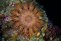 Crown-of-thorns starfish (Acanthaster plancinorthern) at night, northern Red Sea.