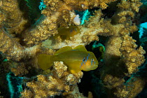 Lemon goby (Gobiodon citrinus) on staghorn coral (Acropora), Gubal Island, northern Red Sea.