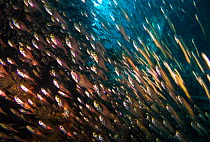School of Glassfish (Parapriacanthus guentheri) in the cargo hold of the SS Ulysses, Gubal Island, northern Red Sea.