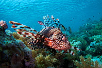 Common lionfish (Pterois miles) swimming over a coral reef, northern Red Sea.