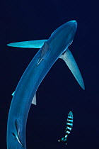 Blue shark (Prionace glauca) seen from above with pilot fish, Azores Islands, Portugal, Atlantic Ocean