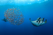 Mobula / Chilean devil ray (Mobula tarapacana) with a school of fish (Capros aper) showing vertical migration, Santa Maria, Azores, Portugal, Atlantic Ocean
