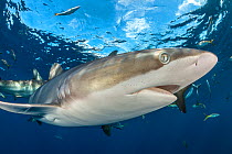 Silky shark (Carcharhinus falciformis) Jardines de la Reina / Gardens of the Queen reefs, South Cuba, Caribbean