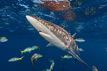 Silky shark (Carcharhinus falciformis) Jardines de la Reina / Gardens of the Queen reefs, South Cuba, Caribbean