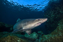 Smalltooth sand tiger (Odontaspis ferox) pregnant female swimming in shallow waters, El Hierro, Canary Islands, Spain, Atlantic Ocean