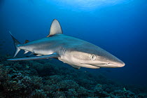 Galapagos shark (Carcharhinus galapagensis) in shallow waters, Bassas da India atoll, Mozambique channel. Indian Ocean