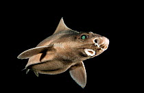 Angular roughshark (Oxynotus centrina) a deepsea species living at 80-300m depth,  caught by fishermen and released, Costa Brava, Catalunya, Spain, Mediterranean Sea