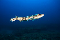 Lesser-spotted dogfish (Scyliorhinus canicula) swimming in open sea, Spain, Mediterranean Sea