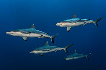 Grey reef sharks (Carcharhinus amblyrhynchos) in the south pass of Fakarava Tuamotus, French Polynesia, South Pacific