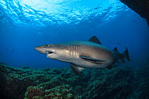 Smalltooth sand tiger (Odontaspis ferox) pregnant female swimming in shallow waters, El Hierro, Canary Islands, Spain, Atlantic Ocean
