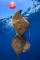 Pelagic stingray (Pteroplatytrygon violacea) trapped in an abandoned longline, example of bycatch, Barcelona coast, Spain, Mediterranean sea