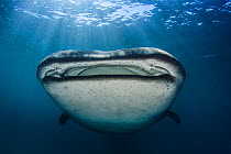 Whale shark (Rhincodon typus) looking directly at head, Tofo beach, Mozambique, Indian Ocean