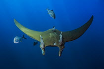 Mobula / Chilean devil ray (Mobula tarapacana) with remora (Remora brachyptera) and Amberjacks (Serila dumerilli) Santa Maria Island, Azores, Atlantic Ocean