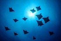 Ocellated eagle ray (Aetobatus ocellatus) school of rays seen from underneath, Ari atoll, Maldives, Indian Ocean