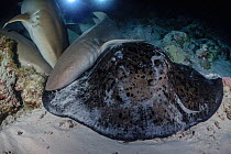 Nurse sharks (Ginglymostoma cirratum) and Round ribbontail stingray (Taeniurops meyeni) feeding at night, Felidhoo Atoll, Maldives, Indian Ocean