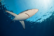 Blue shark (Prionace glauca) swimming overhead, Azores Islands, Portugal, Atlantic Ocean