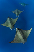 Chilean devil rays / Mobulas (Mobula tarapacana) offshore Santa Maria, Azores, Portugal, Atlantic Ocean