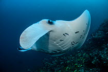 Reef manta ray (Manta alfredi) being cleaned by small wrasses at cleaning station, South Ari atoll, Maldives, Indian Ocean
