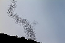 Stream of bats including Wrinkle-lipped free-tailed bats (Chaerephon plicatus) flying out of Deer Cave at dusk. The bats form these long lines out of the cave to confuse predators and the stream of ba...