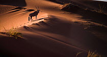 Aerial view of Gemsbok (Oryx gazella) in sand dunes, Namib Desert, Namibia.