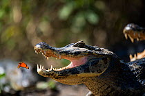 Julia heleconia (Dryas iulia) butterfly flying to Yacare caiman (Caiman yacare) with mouth open whilst thermoregulating. Butterflies often land on caiman's head to drink the salt from its eyes.Pantana...