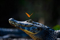Julia heleconia (Dryas iulia) butterfly on head of Yacare caiman (Caiman yacare). Butterflies often land on caiman's head to drink the salt from its eyes. Pantanal, Brazil.