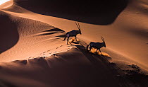 Aerial view of two Gemsbok (Oryx gazella) in sand dunes, Namib Desert, Namibia.
