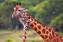 Masai giraffe (Giraffa camelopardalis tippelskirchi) mother with calf, Masai Mara, Kenya.