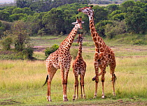 Masai giraffe (Giraffa camelopardalis) group, Masai Mara, Kenya.