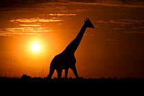 Giraffe (Giraffa camelopardalis) silhouetted at sunrise, Kenya.