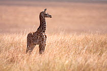 Masai giraffe (Giraffa camelopardalis) calf, Masai Mara, Kenya.