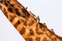 Yellow-billed oxpeckers (Buphagus africanus) on neck of a Masai giraffe (Giraffa camelopardalis tippelskirchi) Masai Mara, Kenya.