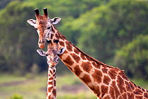 Masai giraffe (Giraffa camelopardalis tippelskirchi) mother with calf, Masai Mara, Kenya.