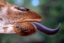Giraffe (Giraffa camelopardalis) sticking out its long sticky tongue. Kenya.