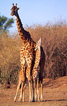 Masai giraffe (Giraffa camelopardalis tippelskirchi) mother with calf, Kenya.