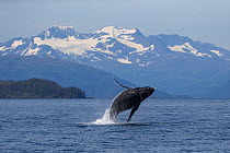 Humpback whale (Megaptera novaeangliae) breaching, Prince William Sound, Alaska, July.