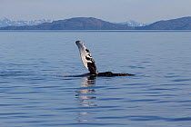 Humpback whale (Megaptera novaeangliae) waving pectoral fin in air, Prince William Sound, Alaska, July.
