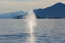 Humpback whale (Megaptera novaeangliae) blowing, Prince William Sound, Alaska, USA, July.