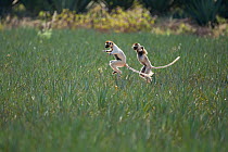 Verreaux's sifaka (Propithecus verreauxi) jumping across sisal field, Berenty Private Reserve, Madagascar.