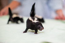 Striped skunk (Mephitis mephitis) orphaned babies age two weeks, separated from mother by pest removal service, WildCare, San Rafael, California, May.