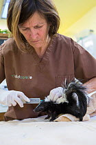 Striped skunk (Mephitis mephitis) Lyanne Schuster giving subcutaneous fluids to orphaned baby age 4-5 weeks old,, WildCare, San Rafael, California, June. Model released.