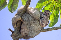 Brown-throated three-toed sloth (Bradypus variegatus) mother and baby, Cahuita, Costa Rica.