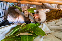 Hoffmann's two-toed sloth (Choloepus hoffmanni) orphaned sloth wearing cloth after being treated for skin burn, Aviarios Sloth Sanctuary, Costa Rica.