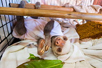 Hoffmann's two-toed sloth (Choloepus hoffmanni) orphaned sloth wearing cloth after being treated for skin burn, Aviarios Sloth Sanctuary, Costa Rica