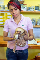 Hoffmann's two-toed sloth (Choloepus hoffmanni) caretaker with orphaned baby, Aviarios Sloth Sanctuary, Costa Rica.