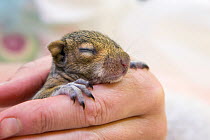 Western gray squirrel  (Sciurus griseus) three-week-old orphaned baby (fell from nest after being disturbed by gardeners) WildCare, San Rafael, California, March 2013.