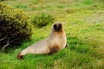 Hooker's sealion (Phocarctos hookeri) on grass some distance from the beach. Enderby Island.  Subantarctic New Zealand. January
