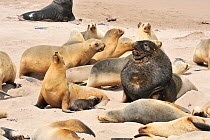 Hooker's sealion (Phocarctos hookeri) adult bull with cows and pups. Enderby Island. Subantarctic New Zealand. January
