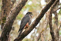 New Zealand falcon (Falco novaeseelandiae) perched on branch, Enderby Island.  New Zealand, January.
